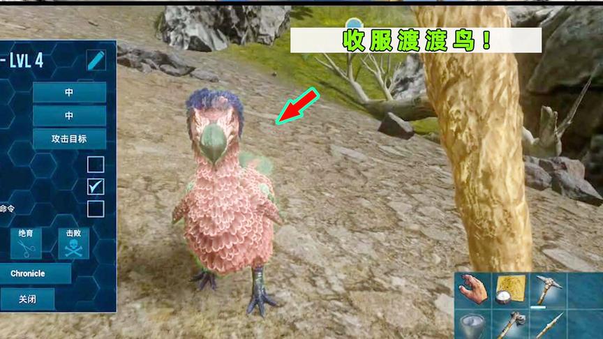 方舟生存手游04：收服第一只宠物渡渡鸟！现实世界早已经灭绝了！