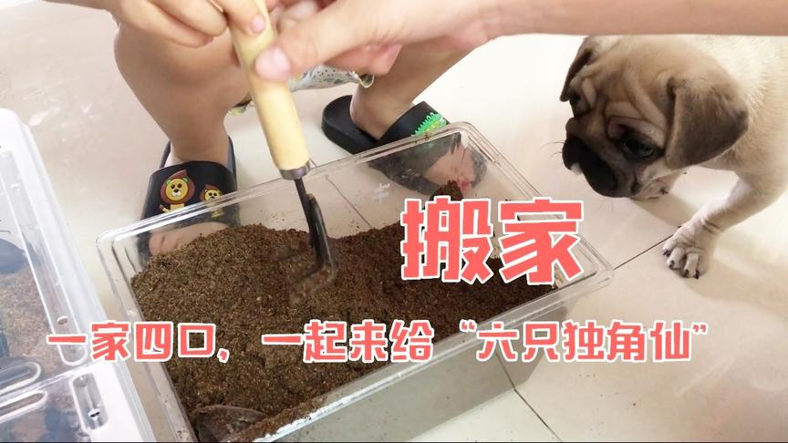 无道vlog：一家四口，一起给“六只独角仙”搬家，八哥犬也来帮忙