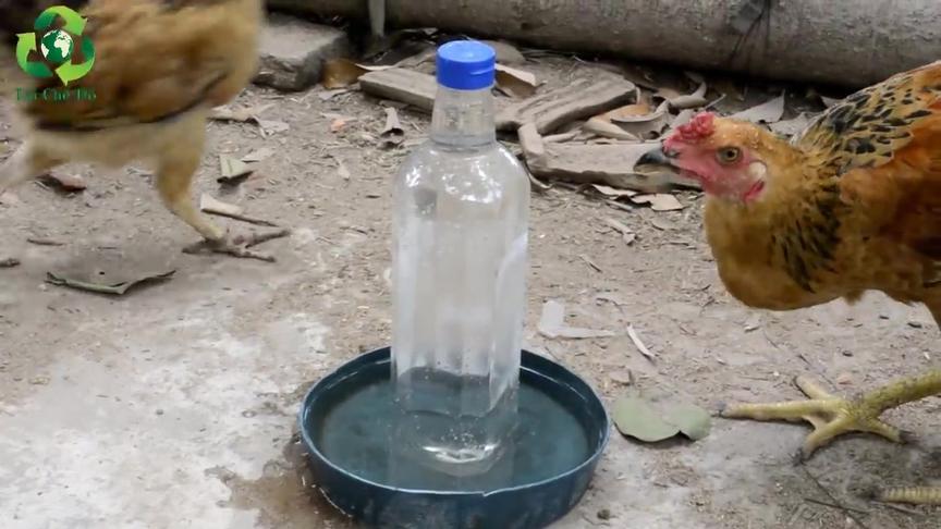 自制小鸡自动给水器 西瓜视频