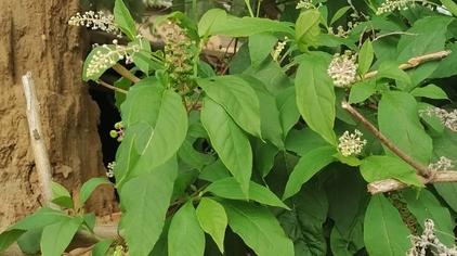 栌兰的根有毒吗 西瓜视频