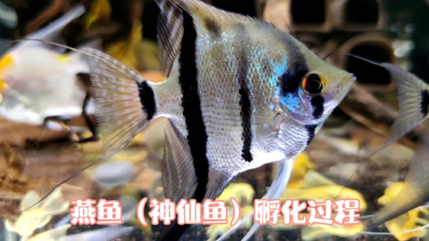 神仙鱼卵孵化过程详解 西瓜视频