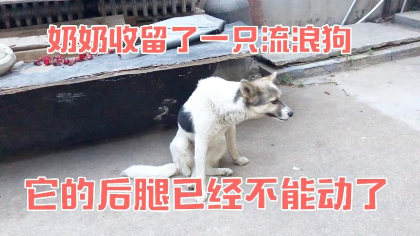 无道vlog：奶奶收留一只“流浪狗”，它的后腿已经不能动了！