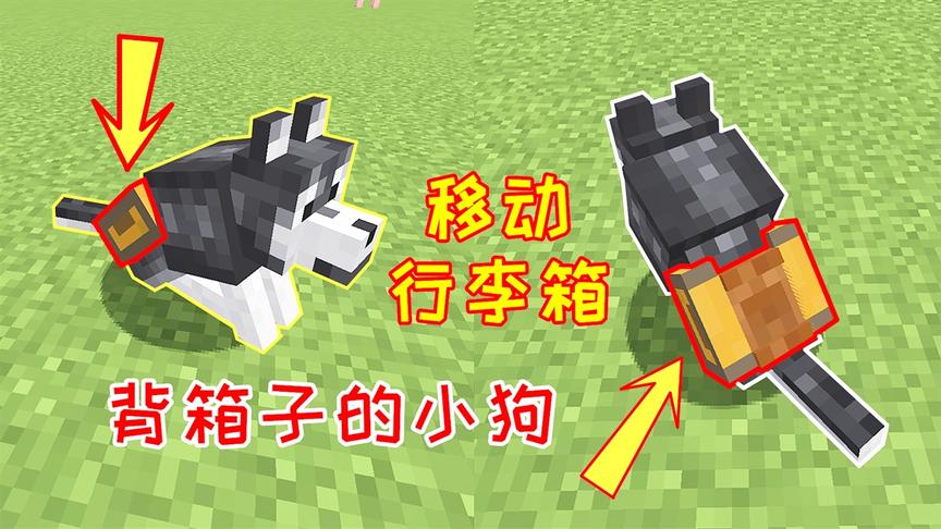 小毅海洋版145：给小狗身上绑1个箱子，它就是我的行李箱！