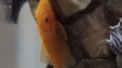 为了口吃的，不值当啊……