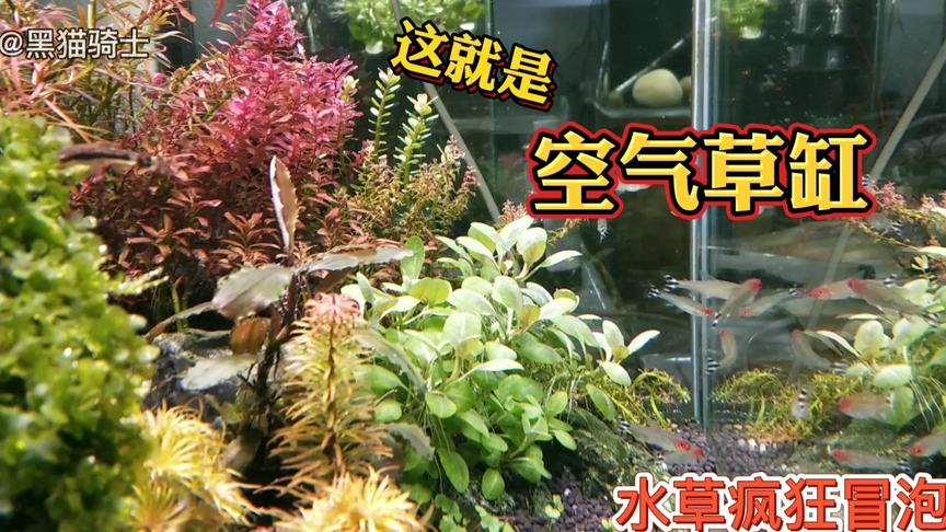 Ph值多少适合养水草 西瓜视频