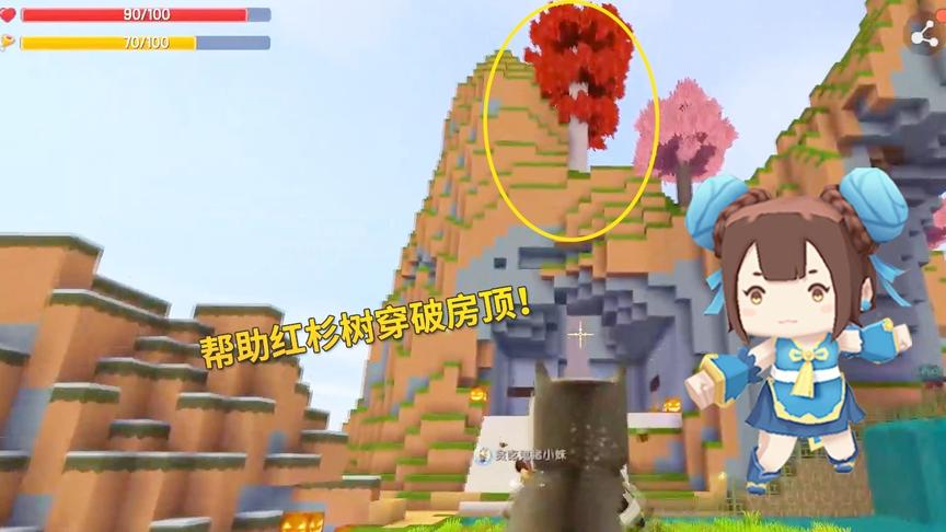迷你世界极限联机22：在猪小妹的努力下，红杉树终于穿破了房顶