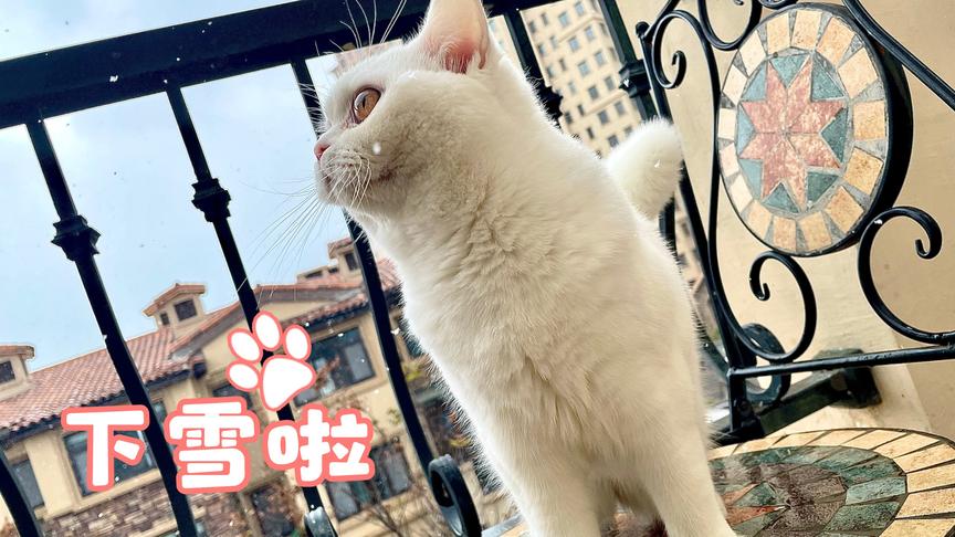 青岛下雪啦，糯糯也是见过雪的猫了