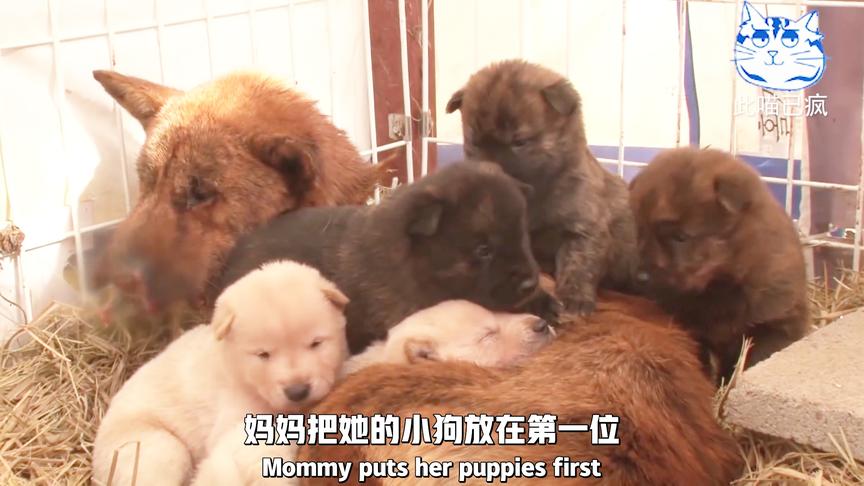 狗狗整个嘴被野兽撕裂，连东西都吃不了，却不忘喂养自己的孩子#1