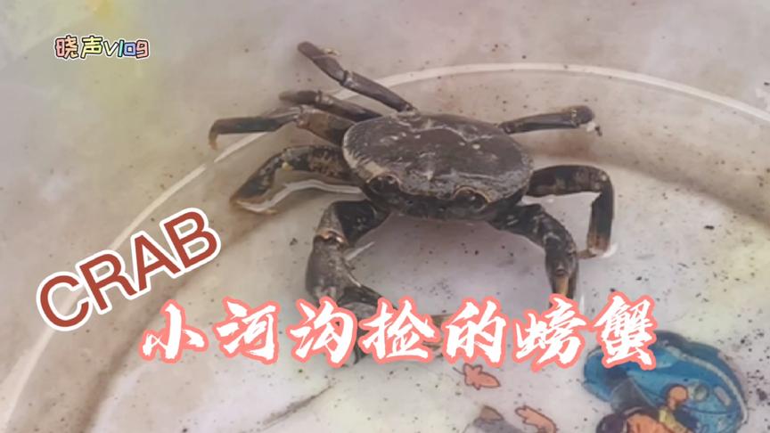 如何养沙蟹 西瓜视频
