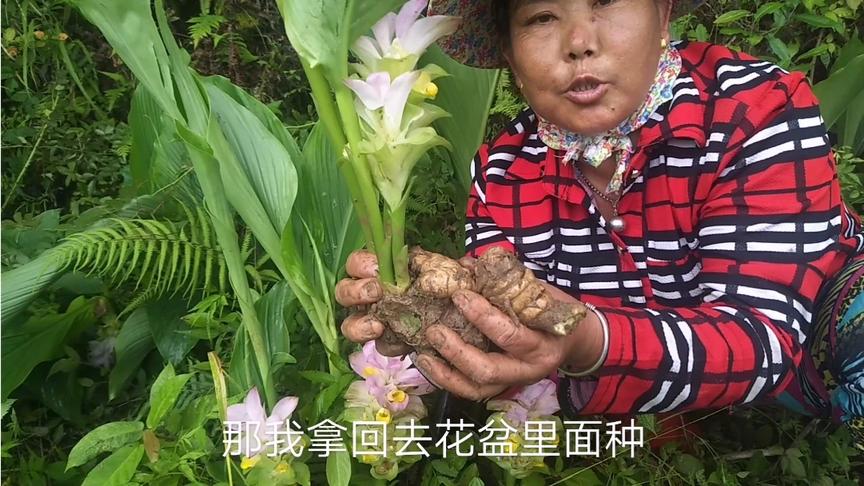 姜花是生姜的花吗 西瓜视频