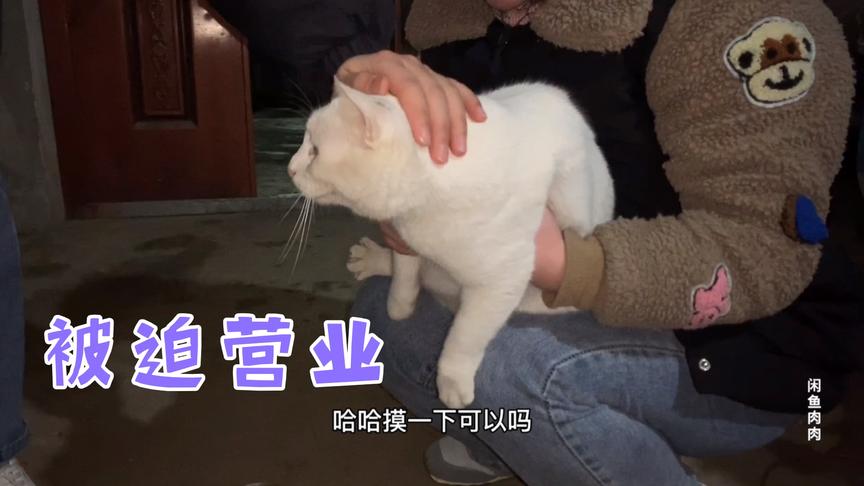 小姐姐听说我把猫带回农村了，第一时间赶来撸猫，碰瓷表示好慌
