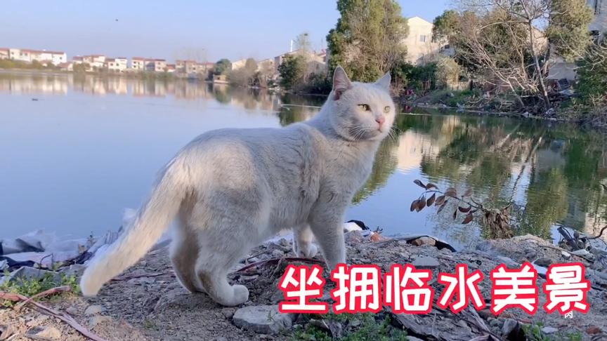 做萌宠博主一年，我终于拥有了一套傍水而居的房子