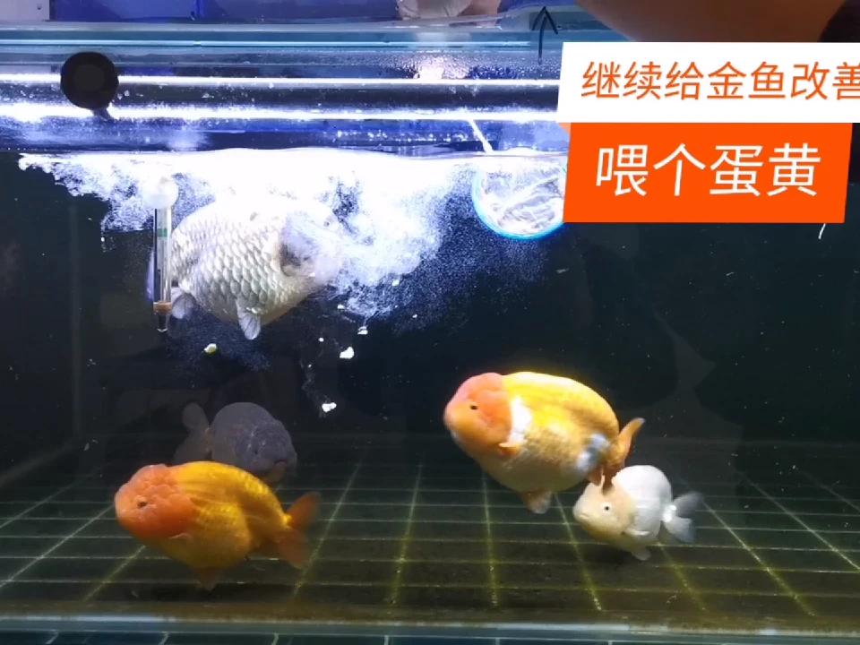 继续给金鱼改善伙食 喂俩蛋黄 西瓜视频