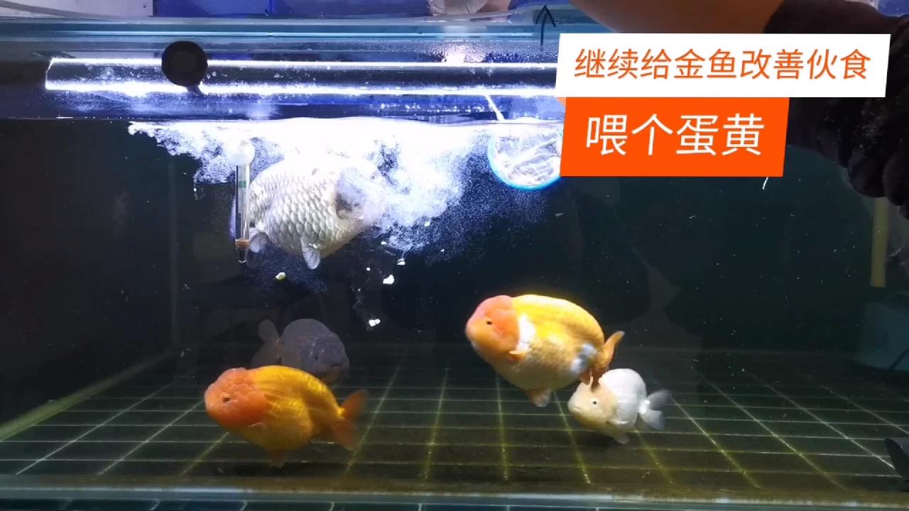 继续给金鱼改善伙食 喂俩蛋黄 西瓜视频 继续给金鱼改善伙食 喂俩蛋黄 西瓜视频