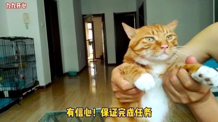 国产凌凌橘猫顺利完成任务，带领大家伙一起吃肉肉