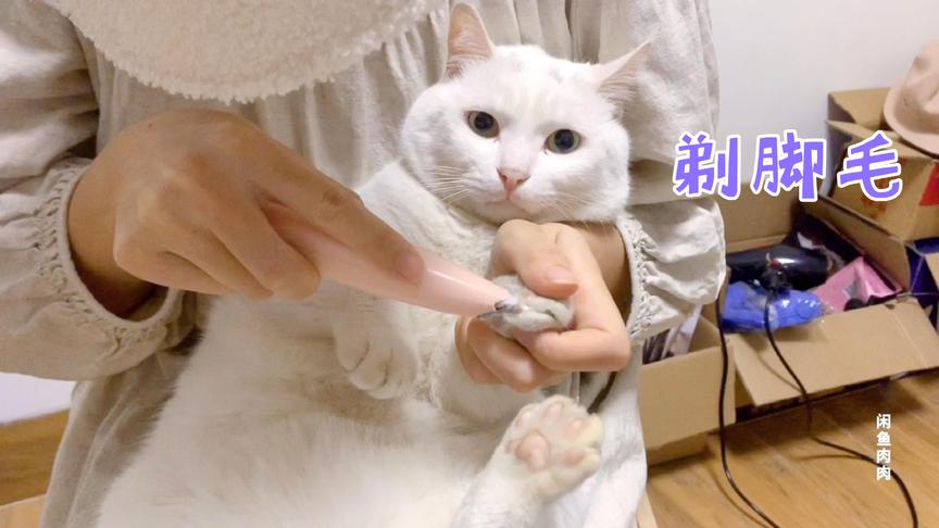 开车带两只猫回老家，走前乖乖让剃脚毛，体体面面回去见姥姥姥爷