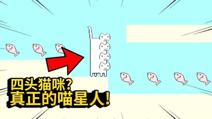 我家猫有病：我家猫咪有四颗头？外星来的吧，这是真正的喵星人！