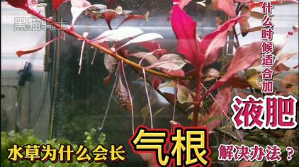 绿菊水草种植液肥 西瓜视频