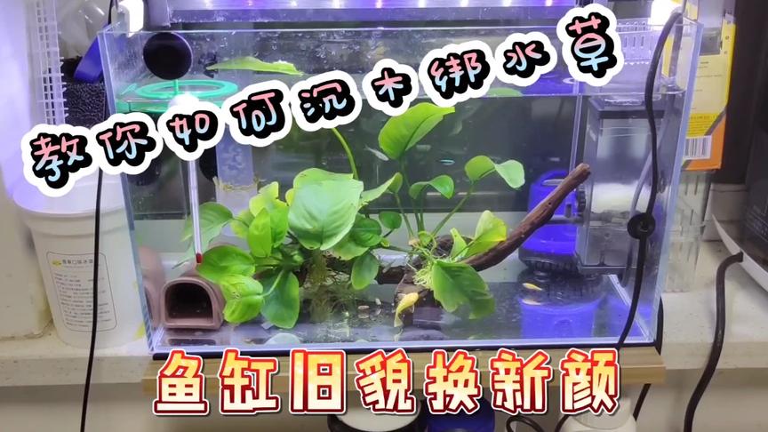 鱼缸种水草怎样固定 西瓜视频 鱼缸种水草怎样固定 西瓜视频