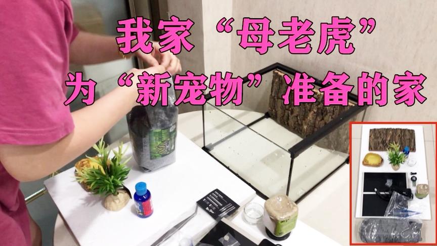 无道vlog：我家“母老虎”，为“新宠物”准备的新家，我很期待
