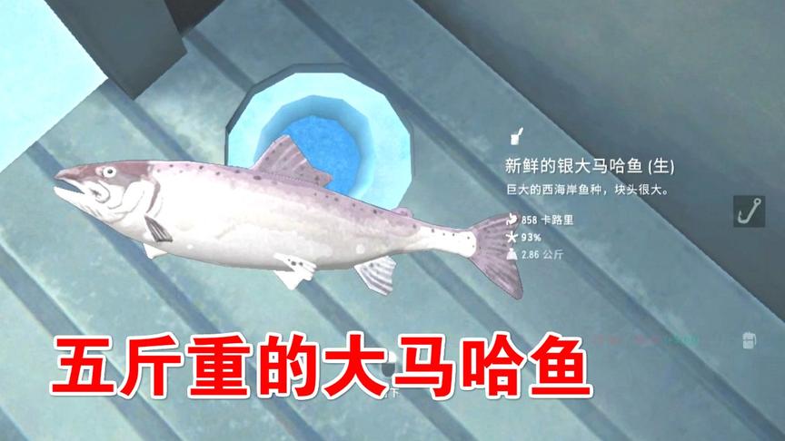 漫漫长夜48：钓到5斤重的大马哈鱼，看起来好美味！