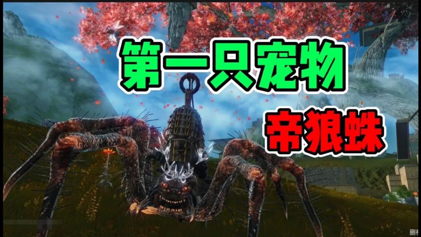 山海经异兽“帝狼蛛”，弹跳力惊人，我的第一只宠物 知识特长生