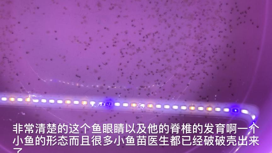草金鱼卵孵化过程图解 西瓜视频