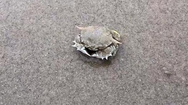 如何养沙蟹 西瓜视频