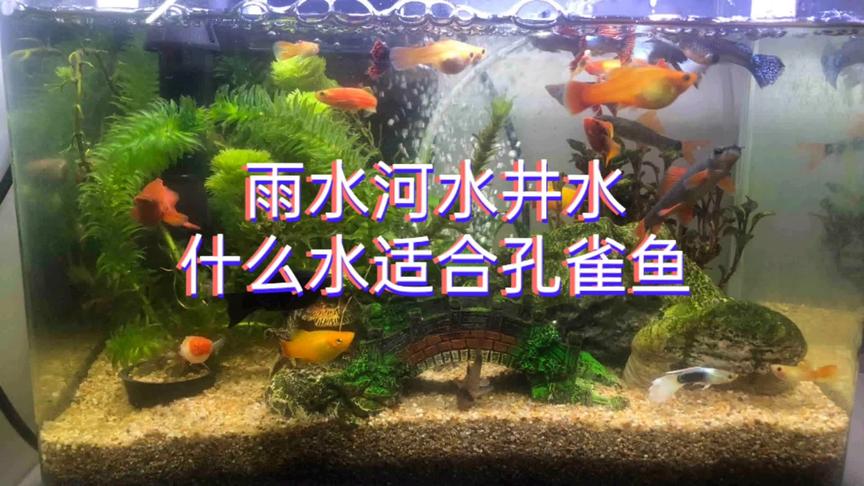 鱼可以用雨水养吗 西瓜视频 鱼可以用雨水养吗 西瓜视频