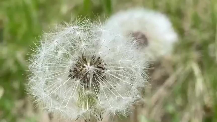 蒲公英的种类与鉴别 西瓜视频