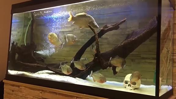 把一条鲤鱼放入食人鱼鱼缸,看看会发生什么