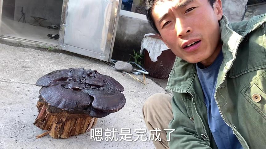 用锅蒸好的灵芝更好看了#新农人计划 #灵芝孢子粉 #返乡创业青年