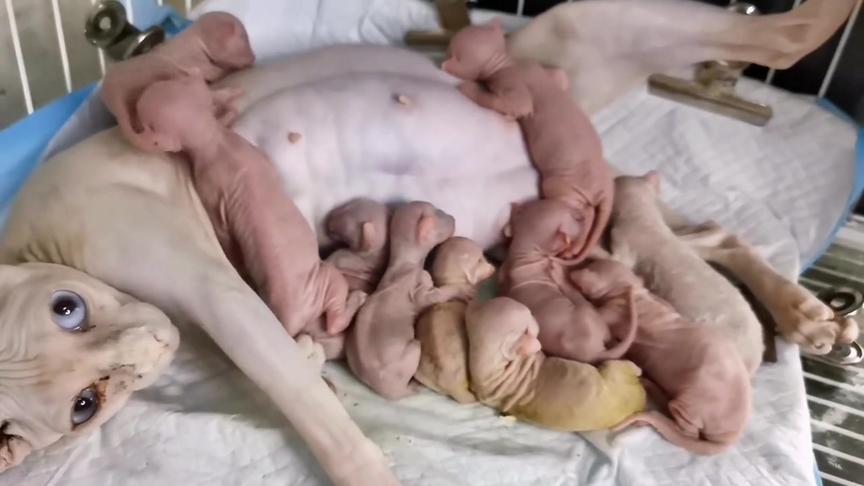 无毛猫妇女自然怀孕生下10胞胎