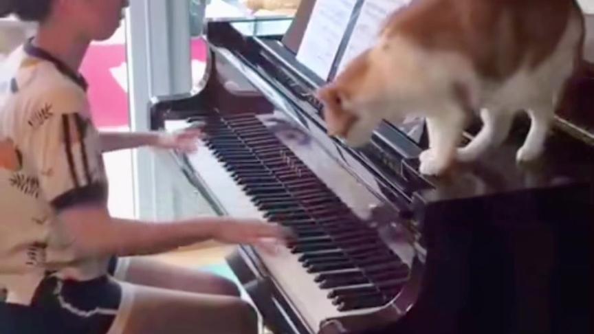 弹的什么啊，等我来个专业的收尾吧#钢琴 #萌宠 #喵星人#钢琴弹奏