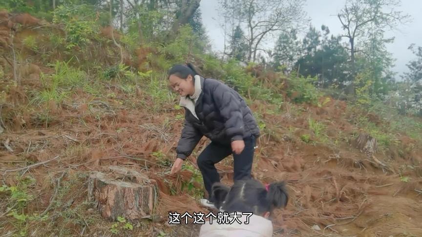 茯苓种植的具备条件，别忘了今天下午4点钟的直播