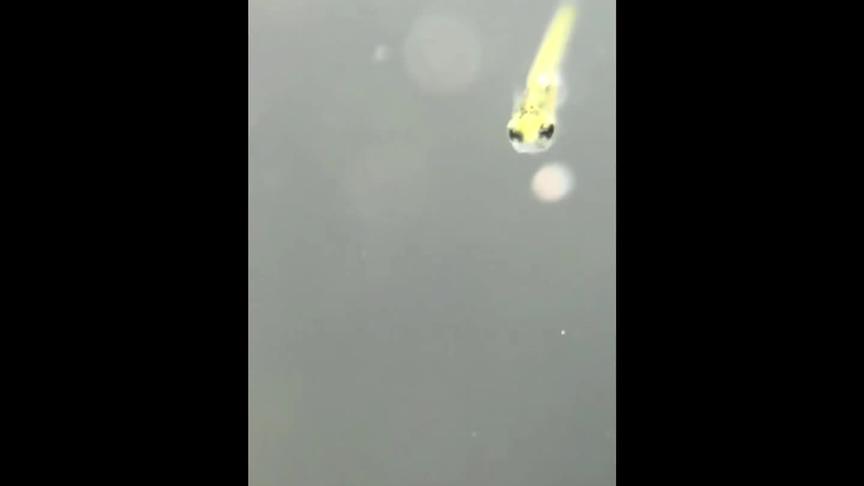 草金鱼卵孵化过程图解 西瓜视频