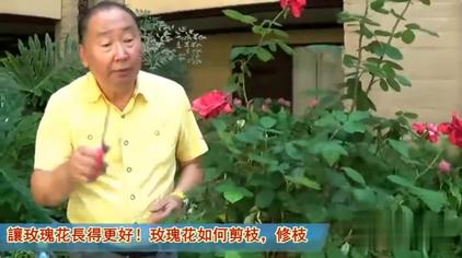 玫瑰花的修剪方法 西瓜视频