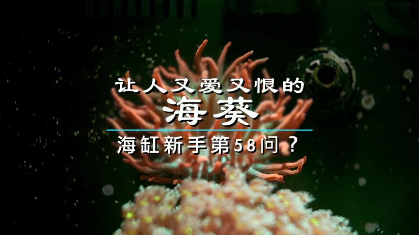 海葵离开海水后能活多久 西瓜视频