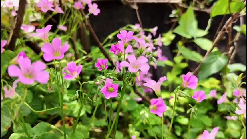 三叶草种球如何保存 西瓜视频