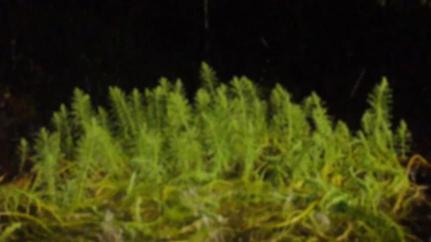 帘幕萧萧竹院深，客怀孤寂伴灯吟。无端一夜空阶雨