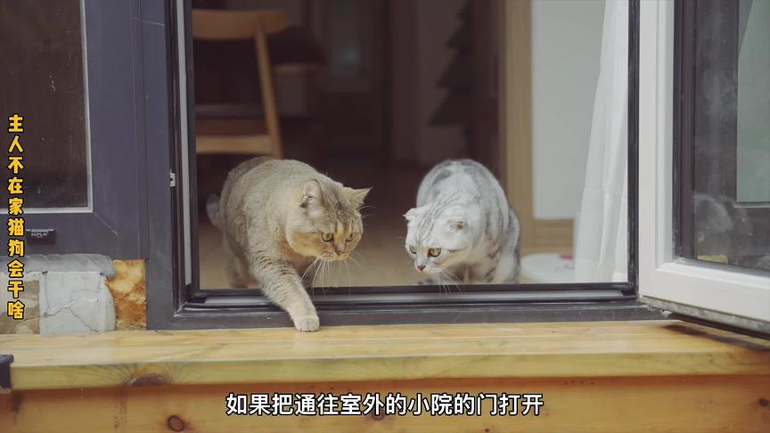 铲屎官不在家，猫咪和狗狗会尝试「越狱」吗？#李佳琦找狗小妙招