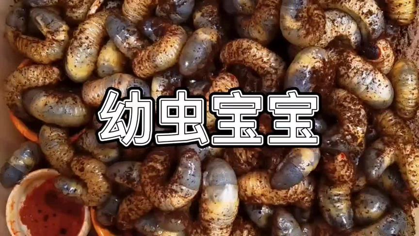 独角仙幼虫吃什么食物 西瓜视频