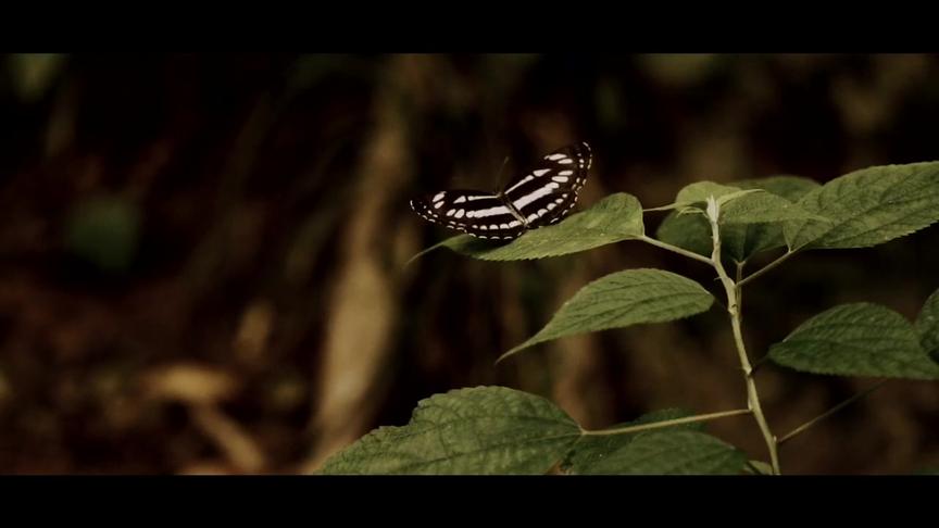 徐霞客走过的金兰古道#我为浙江代言