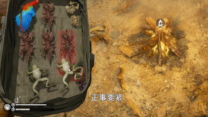 绿色地狱02：我用陷阱捉到两只海蟾，这玩意儿味道跟田鸡差不多