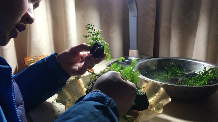 陶瓷环固定水草 西瓜视频 陶瓷环固定水草 西瓜视频