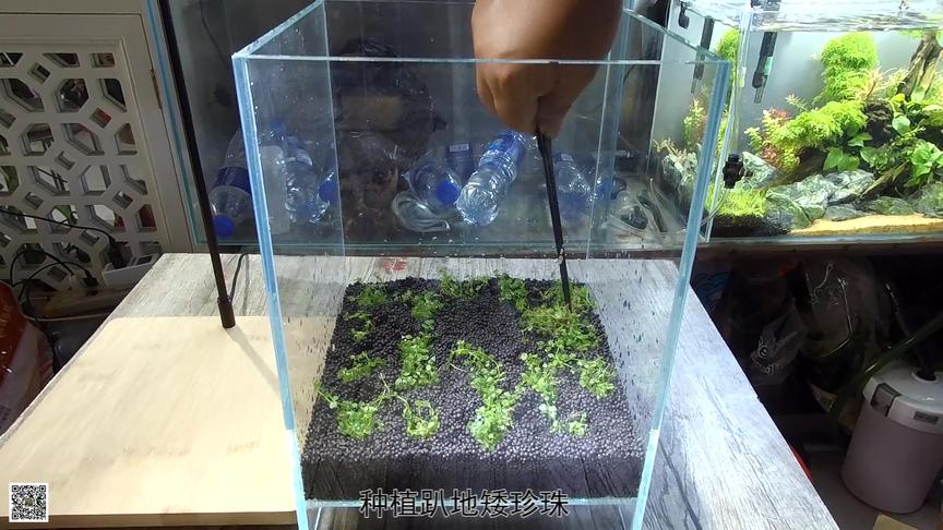 水上叶水草种植 西瓜视频