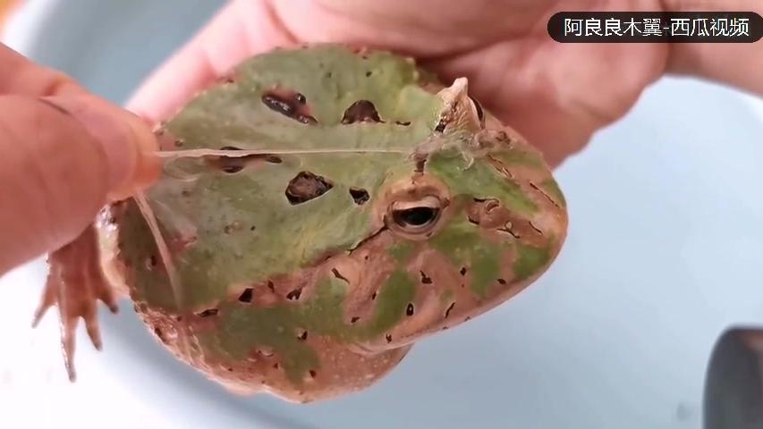 角蛙为什么脱皮 西瓜视频