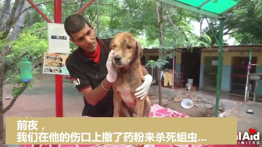 狗狗头部溃烂生蛆 蜷缩在街头等死 获救1个月后判若两狗 西瓜视频