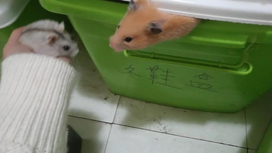 主人一回头，发现两只仓鼠同时越狱是什么感觉？